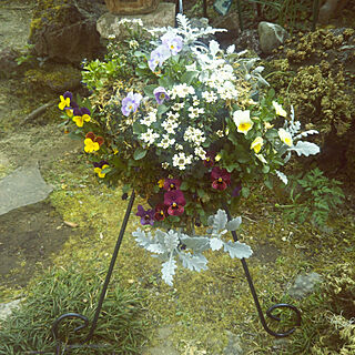 ベッド周り/ハンキング/寄せ植え/庭のお花のインテリア実例 - 2018-04-01 13:16:43