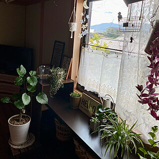 観葉植物/二階窓辺/部屋全体のインテリア実例 - 2022-08-07 09:08:41