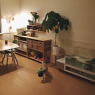 水槽/ウンベラータ/植物/無印良品/エアプランツ...などのインテリア実例 - 2015-11-17 22:15:54