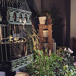 鳥かご/夜の庭/よるをたのしむ/ベランダガーデン/ベッド周りのインテリア実例 - 2022-05-21 21:44:31