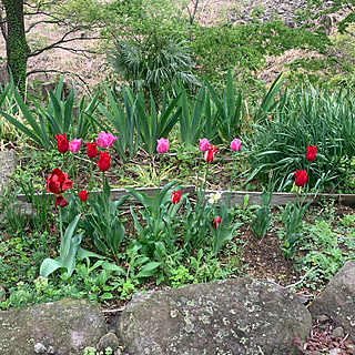 玄関/入り口/庭の花/セカンドハウス的な/アパートの管理兼骨休みのインテリア実例 - 2024-04-23 21:05:58