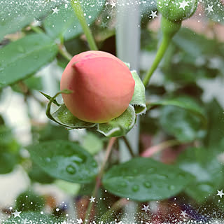 ヘブンオンアース/薔薇/バラの蕾/初めての薔薇のインテリア実例 - 2021-06-24 14:06:55