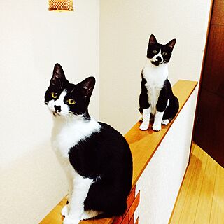 ベッド周り/猫/ウチの猫達/階段上のインテリア実例 - 2015-11-30 12:07:47