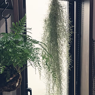 吊るし観葉植物/スパニッシュモス/植物のある暮らし/NO GREEN NO LIFE/観葉植物のある部屋...などのインテリア実例 - 2020-09-24 16:39:48