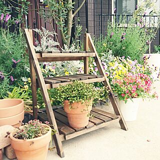 玄関/入り口/玄関アプローチ/みどりのある暮らし/花壇/ラベンダー...などのインテリア実例 - 2017-05-31 15:39:01