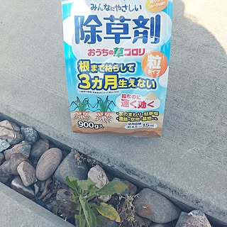 ベッド周り/ガーデニング/植物のある暮らし/除草/アースガーデン...などのインテリア実例 - 2023-05-10 07:33:35