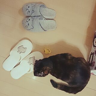 部屋全体/ねこ部/ネコと暮らす/ねこばかりですいません/サビ柄さん...などのインテリア実例 - 2017-05-07 14:39:58