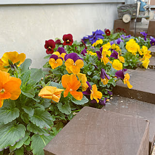 日陰でも育つ植物/日陰の花壇/日陰の庭/廃材DIY/手作り花壇...などのインテリア実例 - 2022-03-13 10:18:09