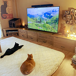 65型TV/サウンドバー壁掛け/サウンドバー/ねこのいる日常/ねこと暮らす...などのインテリア実例 - 2022-10-11 16:26:30