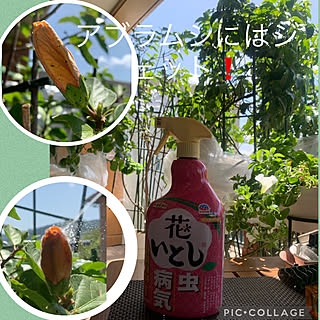 ハイビスカスの蕾/アブラムシ退治に花いとし/ハイビスカスにアブラムシいました/花いとし/暮らしのハンドブック2022...などのインテリア実例 - 2022-04-22 10:50:16