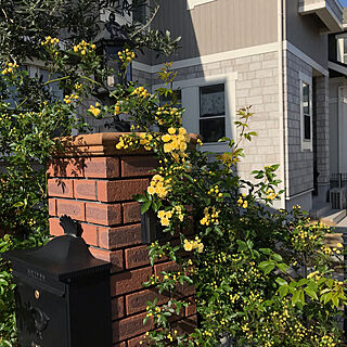 モッコウバラ黄色/植物のある暮らし/ガーデニング/玄関/入り口のインテリア実例 - 2021-04-09 08:37:10