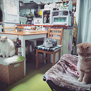 部屋全体/猫が大好きなんです/猫との生活/鯖白猫/ココちゃん...などのインテリア実例 - 2019-03-05 08:18:50