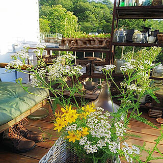 DIY棚/植物が好き/朝の風景/花のある暮らし/グリーン...などのインテリア実例 - 2022-06-15 05:04:16