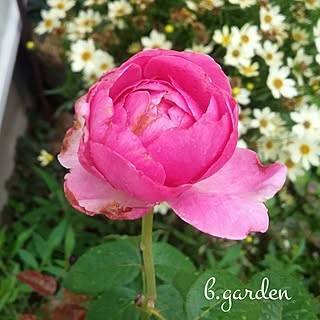 机/Mygarden/庭の花/花が好き/バラ...などのインテリア実例 - 2017-07-02 13:07:29