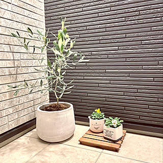 カインズ カインズ観葉植物の商品を使ったおしゃれなインテリア実例 Roomclip ルームクリップ