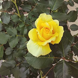 花/ガーデン/植物/ガーデニング/薔薇...などのインテリア実例 - 2014-05-03 11:45:18