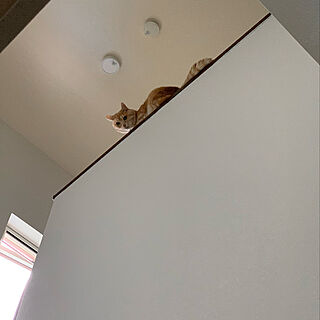 階段上/ねこのいる暮らし/猫/ペット用壁紙/ねことここちよく暮らす...などのインテリア実例 - 2022-07-02 11:19:05
