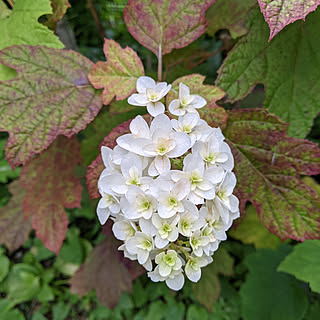 玄関/入り口/カシワバアジサイ♡/庭の花/小さいですが、咲いてました!/季節の花...などのインテリア実例 - 2021-06-08 06:54:23