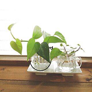 キッチン出窓/植物のインテリア実例 - 2013-08-27 11:30:59
