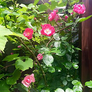玄関/入り口/ジャスミーナ/アンジェラ/ばら/薔薇...などのインテリア実例 - 2016-05-15 10:38:46