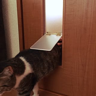 リビング/猫扉/猫のいる生活/DIYのインテリア実例 - 2017-04-09 13:42:11