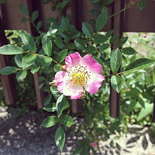 玄関/入り口/ガーデン二ング/薔薇の花のインテリア実例 - 2014-05-25 12:12:43