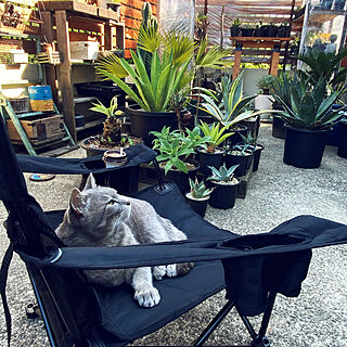 猫と植物/植物のある暮らし/チェアリング/おりたたみ椅子/キャンプチェア...などのインテリア実例 - 2021-08-11 13:01:39