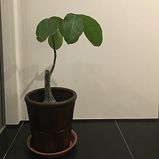 ブラックタイル/ボンバックス/観葉植物/多肉植物/玄関/入り口のインテリア実例 - 2016-06-28 23:49:35