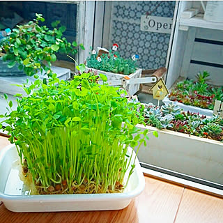 ベッド周り/多肉植物/ガーデニング/植木鉢/ベランダガーデン...などのインテリア実例 - 2019-05-25 06:58:33