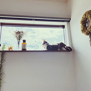 窓と猫の物語2021withYKKAP/ねこのいる日常/暮らしを楽しむ/お花大好き♡/グリーン大好き♡...などのインテリア実例 - 2021-11-17 06:04:39
