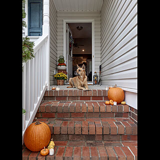 玄関/入り口/パンプキンいろいろ/かぼちゃ/犬と暮らす/ハロウィン...などのインテリア実例 - 2019-10-31 12:26:56