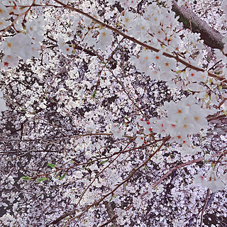 桜/癒し/アート/くつろぎ空間/お花がすき...などのインテリア実例 - 2023-03-27 17:41:01