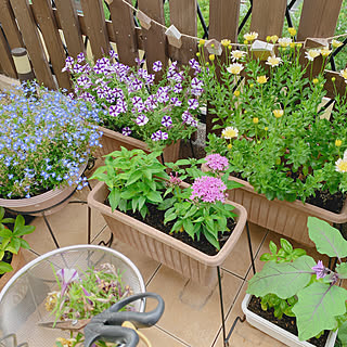 手作りの庭/北向きの庭/花がら摘み/休日の過ごし方/花のある暮らし...などのインテリア実例 - 2021-06-28 12:16:17