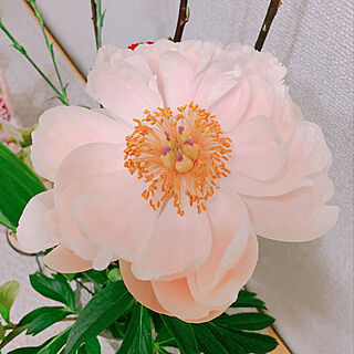 ピンクの花に癒される♡/芍薬の花/玄関/入り口のインテリア実例 - 2019-05-04 20:05:33