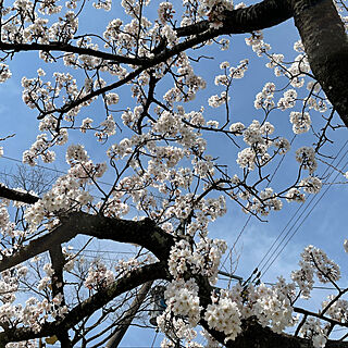 さくら色/満開の桜/うす〜い/快晴22℃☀️/春の訪れ...などのインテリア実例 - 2021-04-02 13:55:29