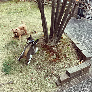 追っかけっこ/みて頂き有難うございます(^^)/RCの出会いに感謝♡/犬と猫のいる暮らし/棚...などのインテリア実例 - 2021-01-03 11:50:29