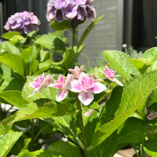 紫陽花 こんぺいとうのおしゃれなアレンジ 飾り方のインテリア実例 Roomclip ルームクリップ 紫陽花 こんぺいとうのおしゃれなアレンジ 飾り方のインテリア実例 Roomclip ルームクリップ