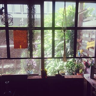 リビング/部屋からの眺め/窓枠風/植物のインテリア実例 - 2014-07-01 08:56:53