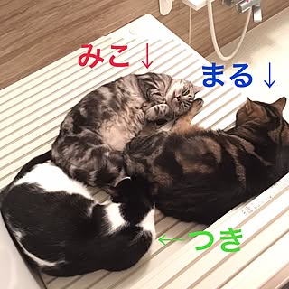 バス/トイレ/猫見風呂/ねこ部/ねこ/猫...などのインテリア実例 - 2016-11-06 01:02:17