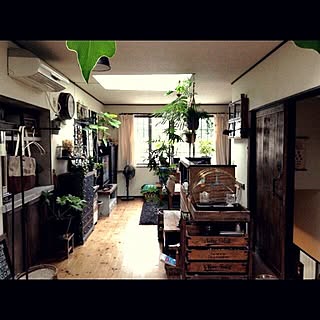 部屋全体/エバーフレッシュ/観葉植物/プラントハンガー/DIY...などのインテリア実例 - 2015-07-12 20:20:13