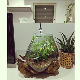 キッチン/新年の抱負/植物のある暮らし/観葉植物のある暮らし/ボタニカルインテリア...などのインテリア実例 - 2023-01-25 19:29:08