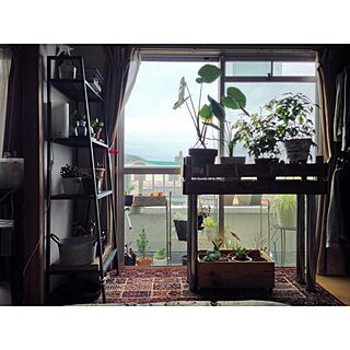 ベッド周り/植物のある暮らし/夢の南向き/植物だらけ/ig→hitorururu...などのインテリア実例 - 2017-04-09 22:42:37