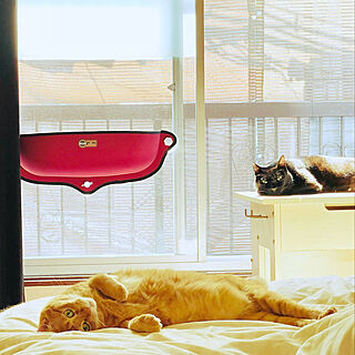 一度も寝てくれない/窓に貼り付けるベッド/猫の為に窓をクリアに/猫のいる日常/猫と暮らす家...などのインテリア実例 - 2022-11-10 19:43:16