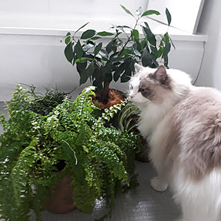 バス/トイレ/観葉植物/#ねこのいる生活のインテリア実例 - 2022-02-07 13:26:55