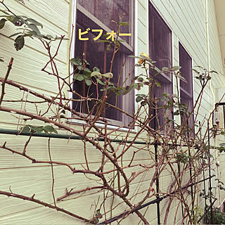 玄関 入り口 薔薇の剪定誘引のインテリア実例 Roomclip ルームクリップ