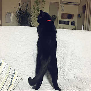 リビング/ソファ/黒猫/猫のインテリア実例 - 2018-09-01 22:56:43