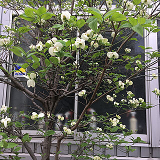 部屋全体/道端に咲いてたお花♥︎/白いお花が好き♡のインテリア実例 - 2018-04-19 10:23:38