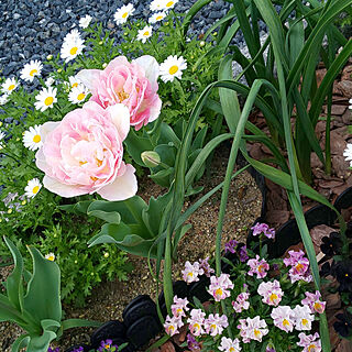 玄関/入り口/植物のある暮らし/植物が好き/花が好き/花壇...などのインテリア実例 - 2021-04-09 14:30:21