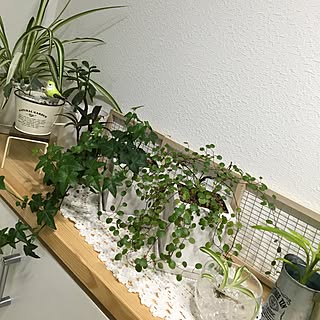 ワイヤープランツ 水耕栽培のおしゃれなアレンジ 飾り方のインテリア実例 Roomclip ルームクリップ