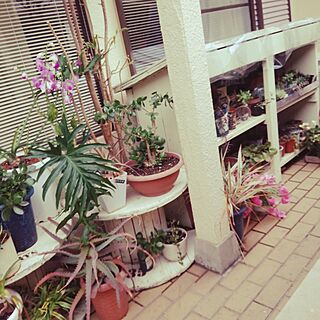 花のある暮らし/手作り/観葉植物/植物/DIY...などのインテリア実例 - 2017-03-23 17:53:48